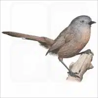 Wrentit illustration