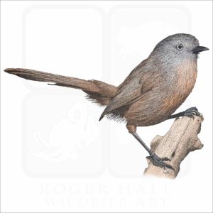 Wrentit illustration