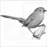Wrentit