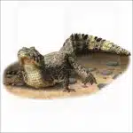 Yacare Caiman illustration