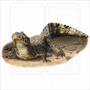 Yacare Caiman illustration
