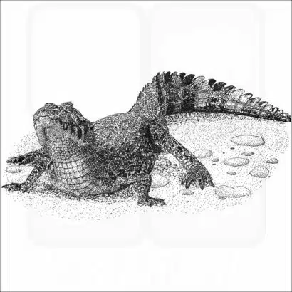 Yacare Caiman