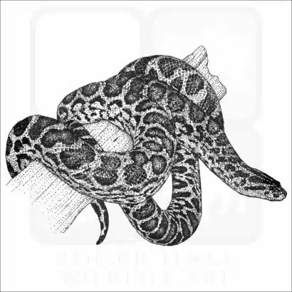 Yellow Anaconda