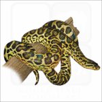 Yellow Anaconda illustraiton