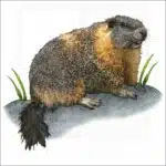 Yellow-Bellied Marmot illustration