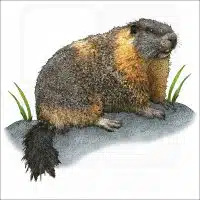 Yellow-Bellied Marmot illustration