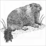Yellow-Bellied Marmot