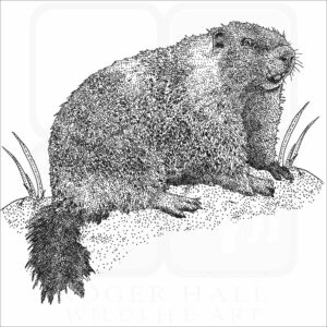 Yellow-Bellied Marmot