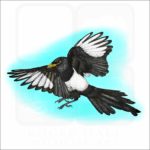 Yellow-Bellied Magpie illustration