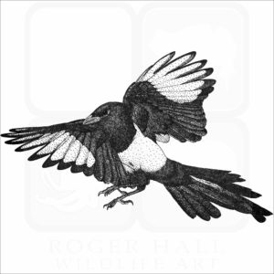 Yellow-Bellied Magpie