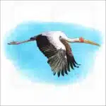 Yellow-Billed Stork illustration