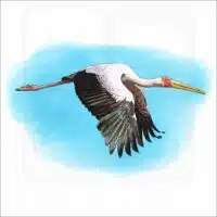 Yellow-Billed Stork illustration