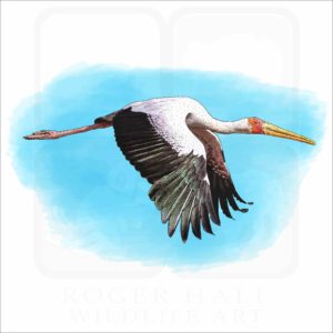 Yellow-Billed Stork illustration