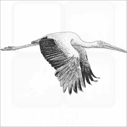 Yellow-Billed Stork