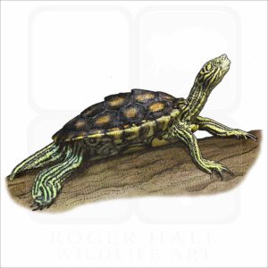 Yellow-Blotched Map or Sawback Turtle