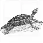 Yellow-Blotched Map or Sawback Turtle illustration