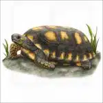 Yellow-Footed Tortoise illustration