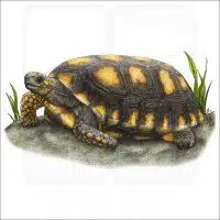 Yellow-Footed Tortoise illustration