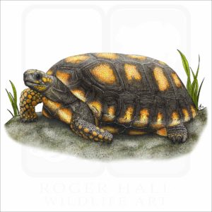 Yellow-Footed Tortoise illustration