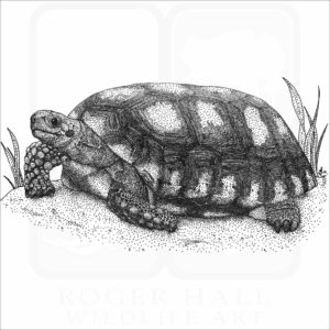 Yellow-Footed Tortoise