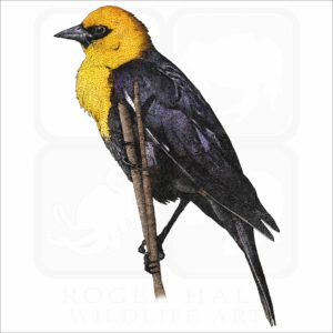 Yellow-Headed Blackbird illustration
