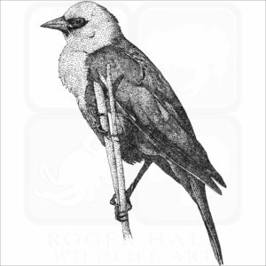 Yellow-Headed Blackbird