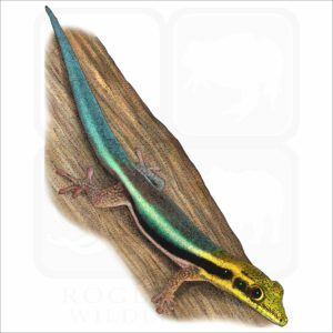 Yellow-Headed Day Gecko illustration