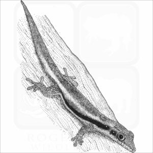 Yellow-Headed Day Gecko