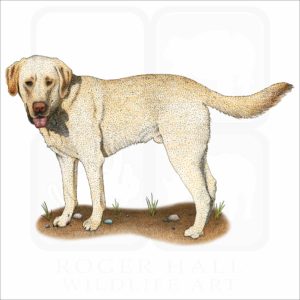 Yellow Labrador Retriever illustration