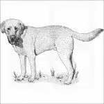 Yellow Labrador Retriever