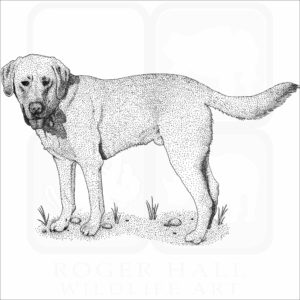Yellow Labrador Retriever