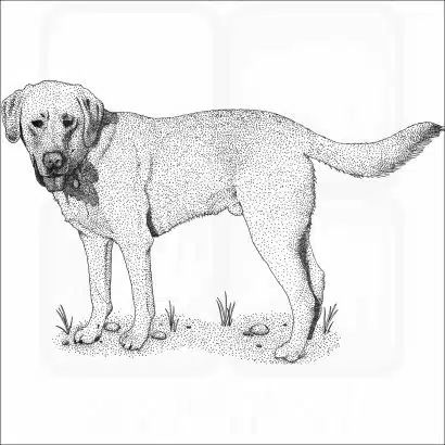 Yellow Labrador Retriever