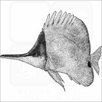 Yellow Longnose Butterflyfish