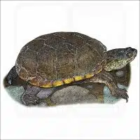 Yellow Mud Turtle illustration