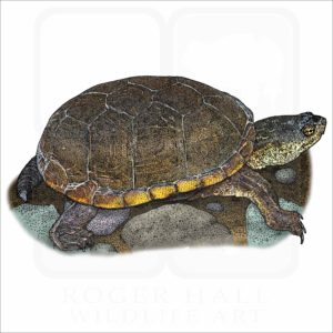 Yellow Mud Turtle illustration