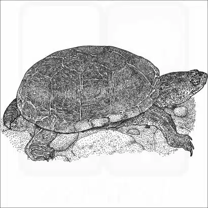 Yellow Mud Turtle