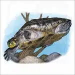 Yellow-Spotted Amazon River Turtle illustration