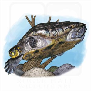 Yellow-Spotted Amazon River Turtle illustration