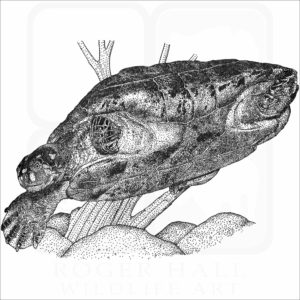 Yellow-Spotted Amazon River Turtle