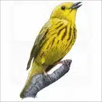 American Yellow Warbler illustration