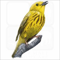 American Yellow Warbler illustration