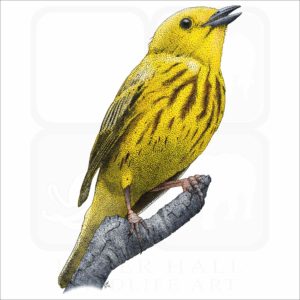 American Yellow Warbler illustration