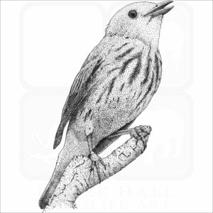 American Yellow Warbler