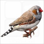 Zebra Finch illustration