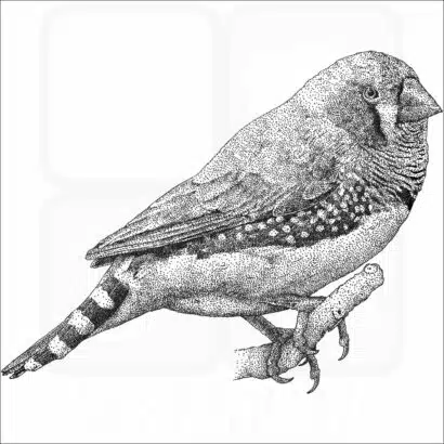 Zebra Finch