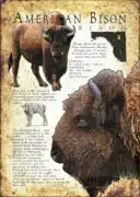 Fine art poster of an American Bison or Buffalo