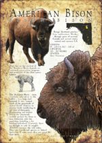 Fine art poster of an American Bison or Buffalo
