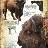 Fine art poster of an American Bison or Buffalo