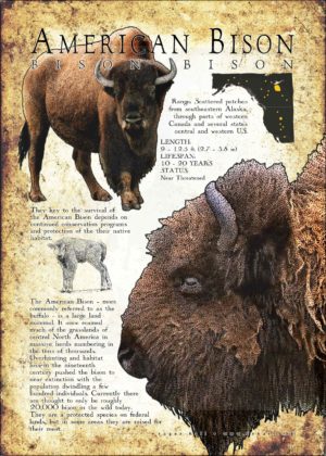 Fine art poster of an American Bison or Buffalo