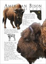 American Bison or Buffalo poster